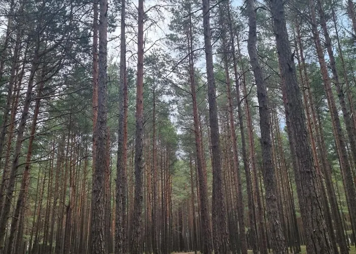 Vila With Private Pool Laumes Juosta Palanga